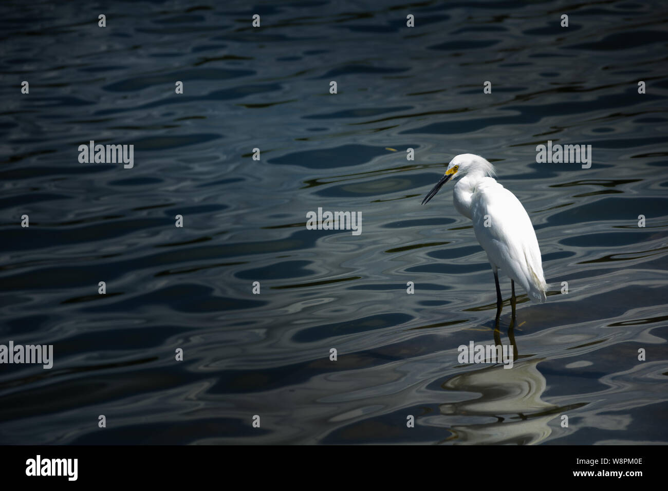 Nach snowy egret watet in den See auf der Suche nach Fisch zu fangen Stockfoto