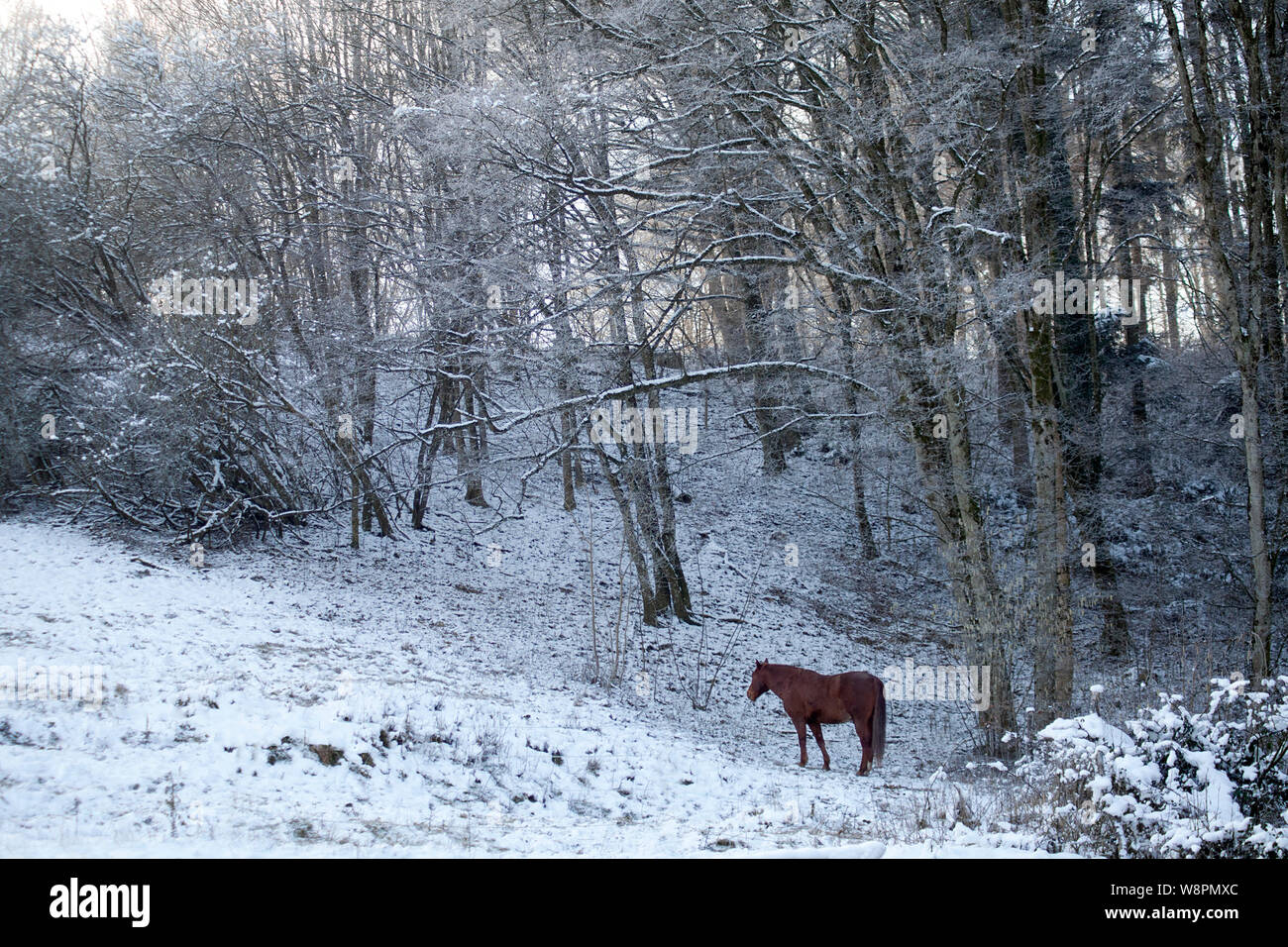 Pferd in der Winterszene draußen auf verschneiten Wiesen Stockfoto