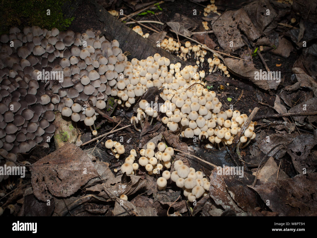 Ein Blick auf das Leben in Neuseeland. Auf der Nahrungssuche nach wunderbaren Winterpilzen: Fairy Ink-Caps (Coprinellus disseminatus). Angaben zufolge essbar. Stockfoto