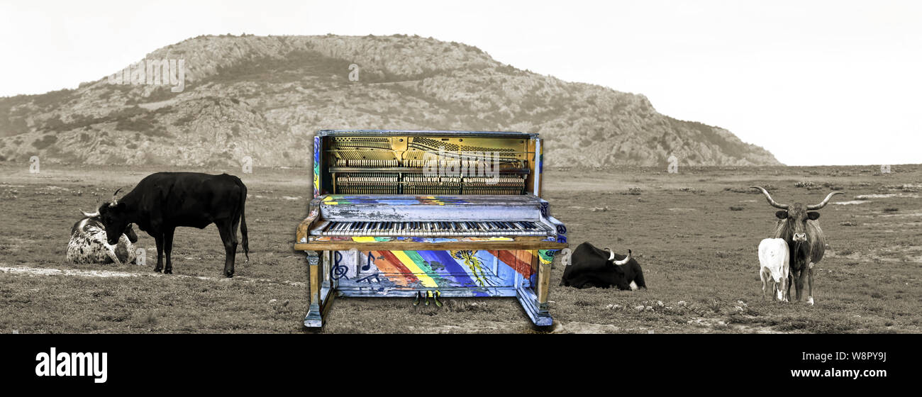Surreale bunte Jazz Piano mit Longhorn Kühe.. Stockfoto