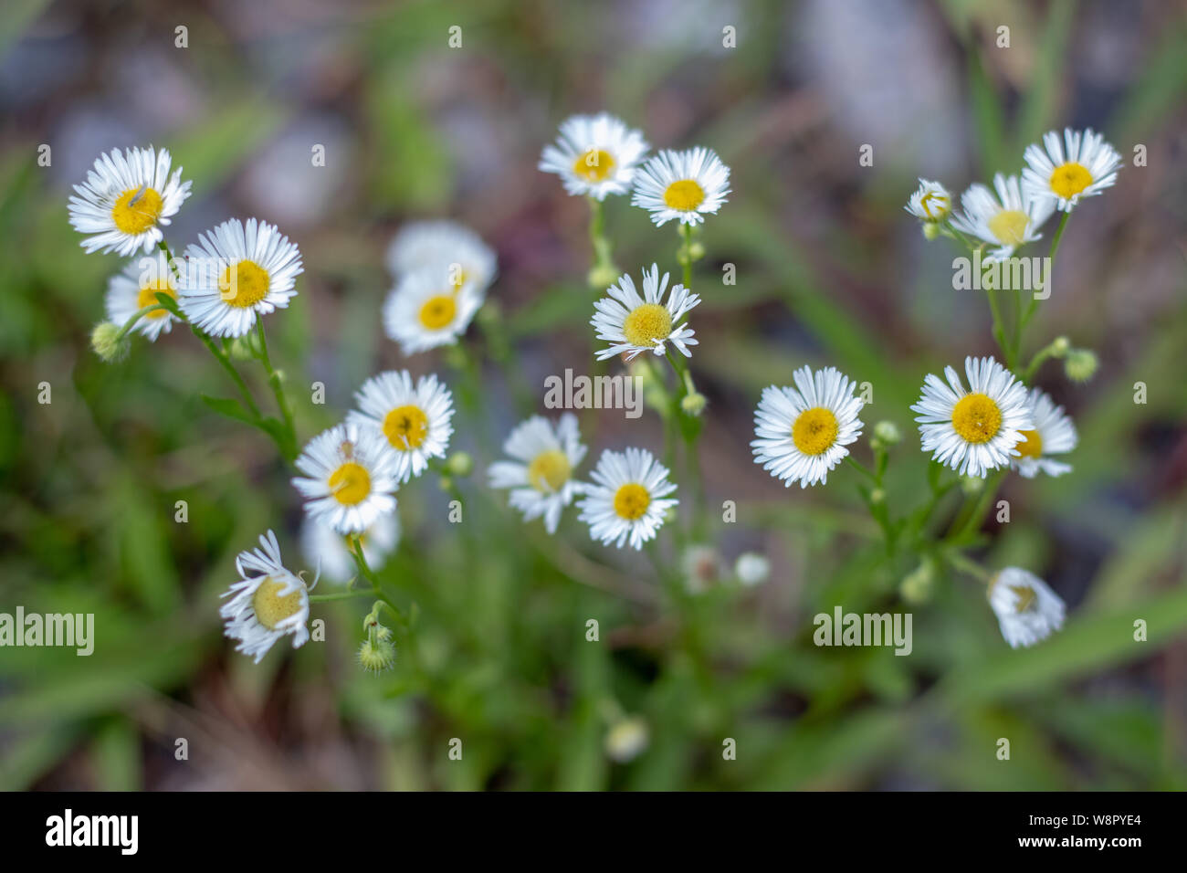 Die wunderbare Schönheit von Mutter Natur Stockfoto