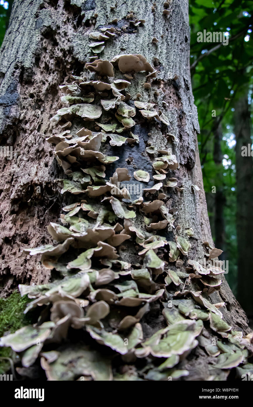 Die wunderbare Schönheit von Mutter Natur Stockfoto