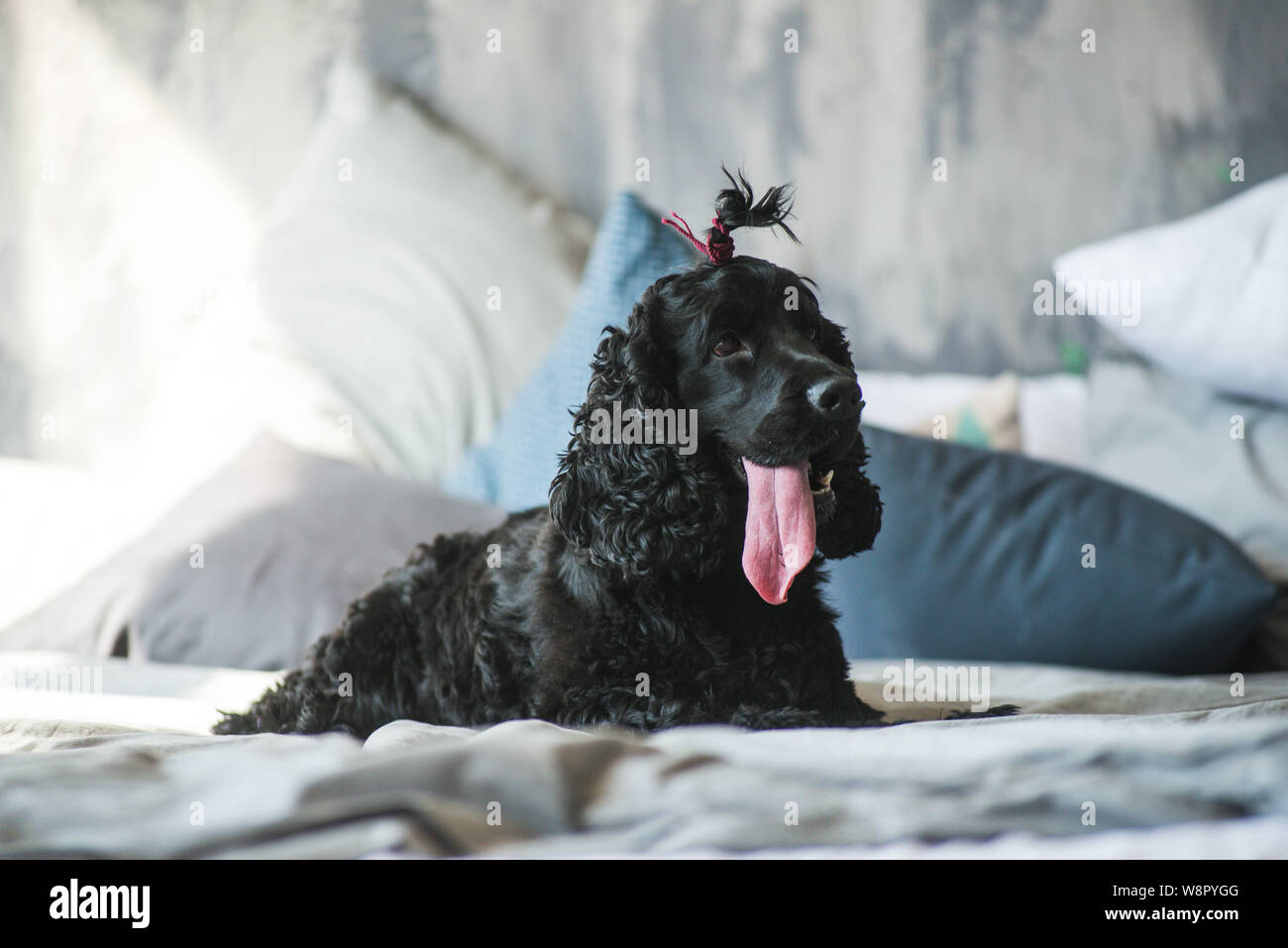 Schwarz English Springer Spaniel spielen in Clover Feld. Stockfoto