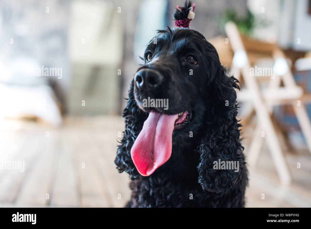 Schwarz English Springer Spaniel spielen in Clover Feld. Stockfoto