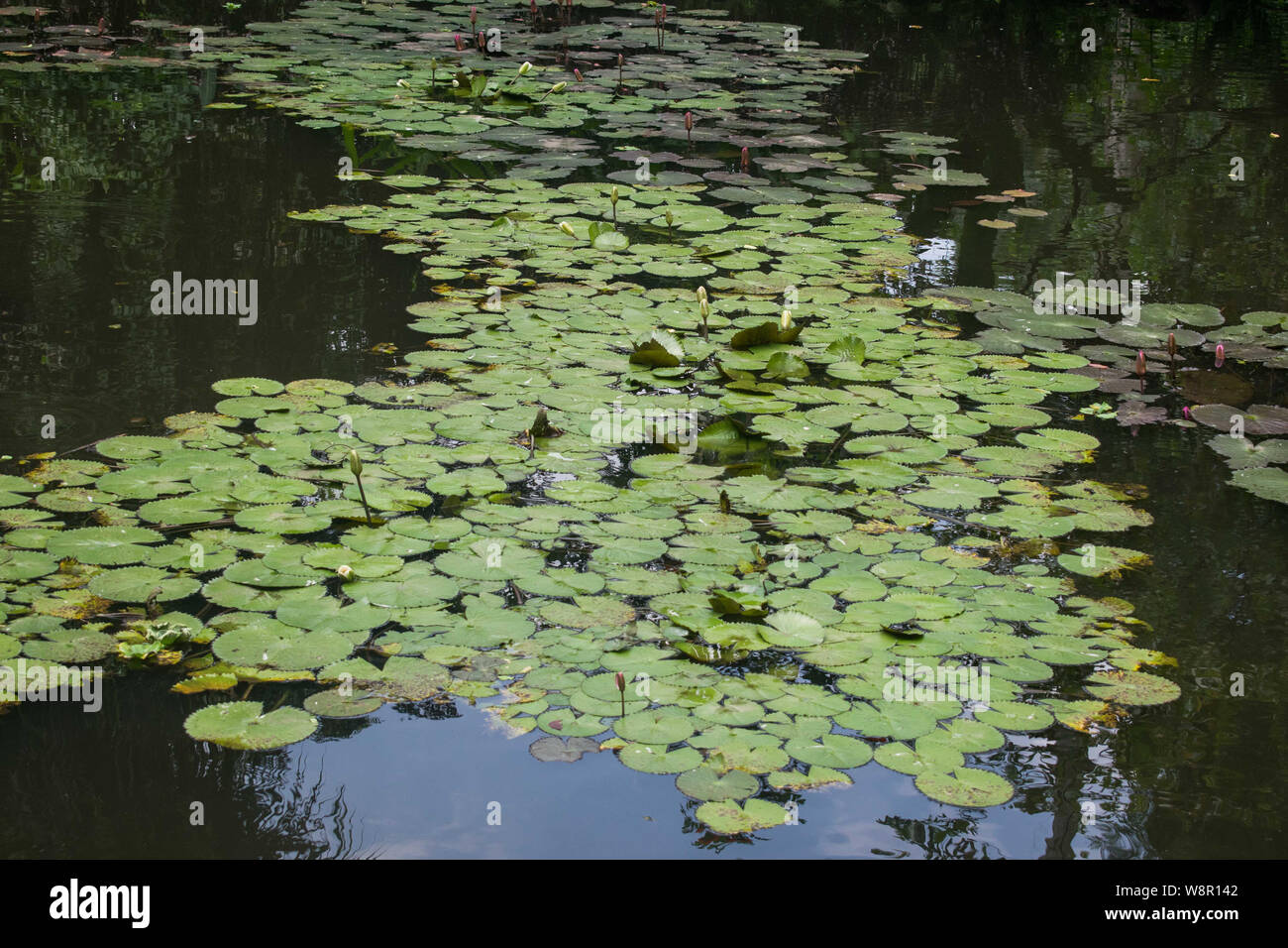 Seerosen auf dem Teich bilden einen Pfad Stockfoto