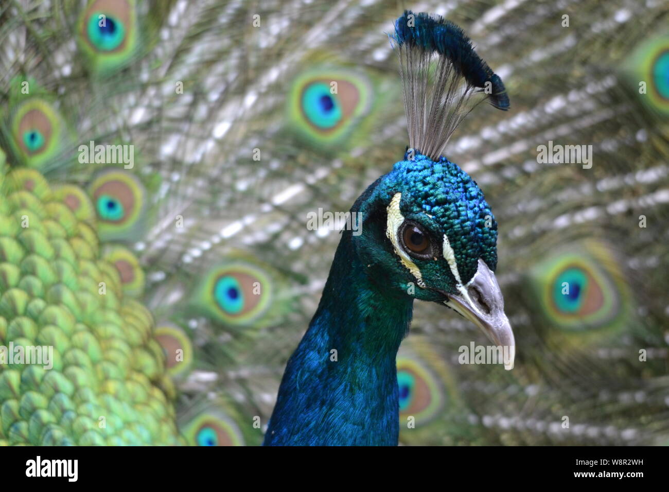 Peacock, Kopf und Schwanz Stockfoto