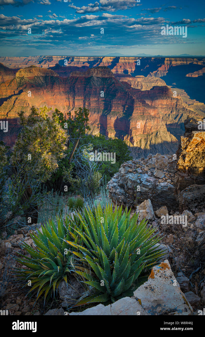 Point Sublime auf der North Rim des Grand Canyon Nationalpark in Arizona, Usa Stockfoto