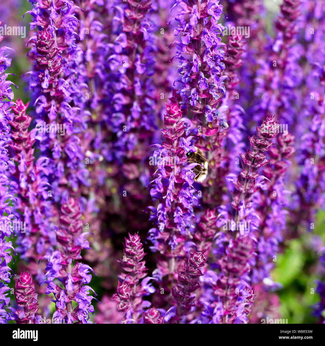 Balkan Clary, Salvia officinalis 'Caradonna', Cambridge. Stockfoto