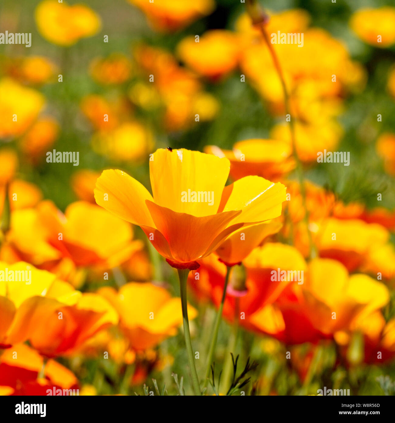 Kalifornischer Mohn (Eschscholzia californica) in Blüte. Stockfoto