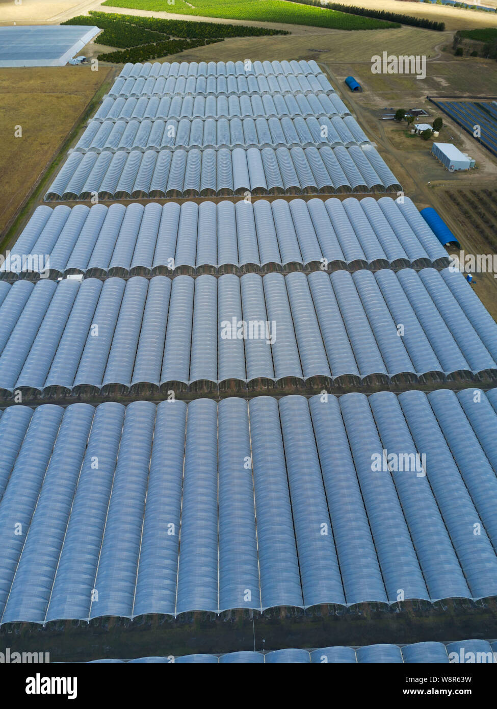 Antenne aus Kunststoff Tunnel Gehäuse hydroponic gewachsen Heidelbeeren Pflanzen bei Wallaville Queensland Australien Stockfoto