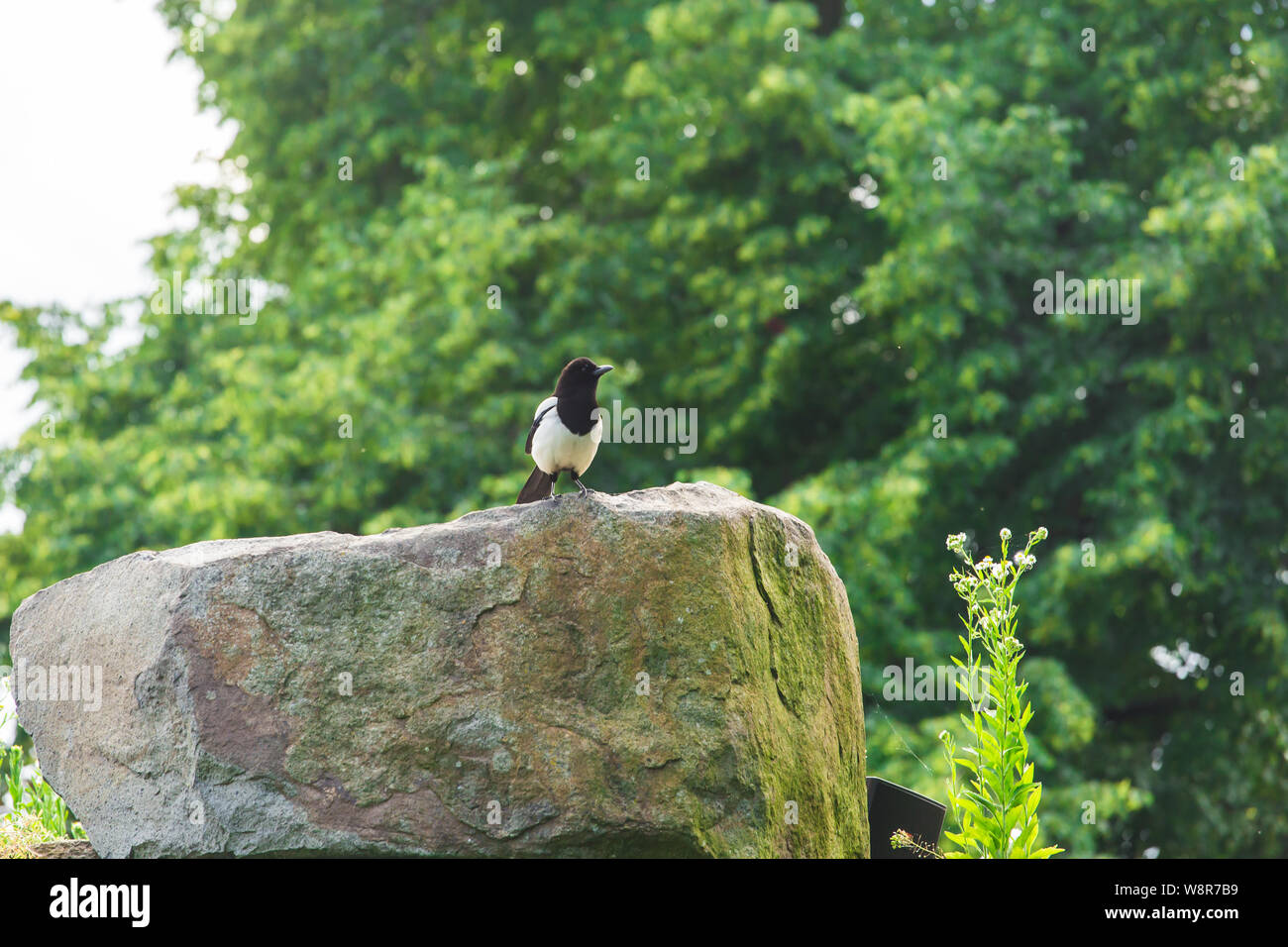 Schöne Eurasischen oder Europäischen magpie, Gemeinsame magpie Vogel hocken auf einem Stein. Stockfoto