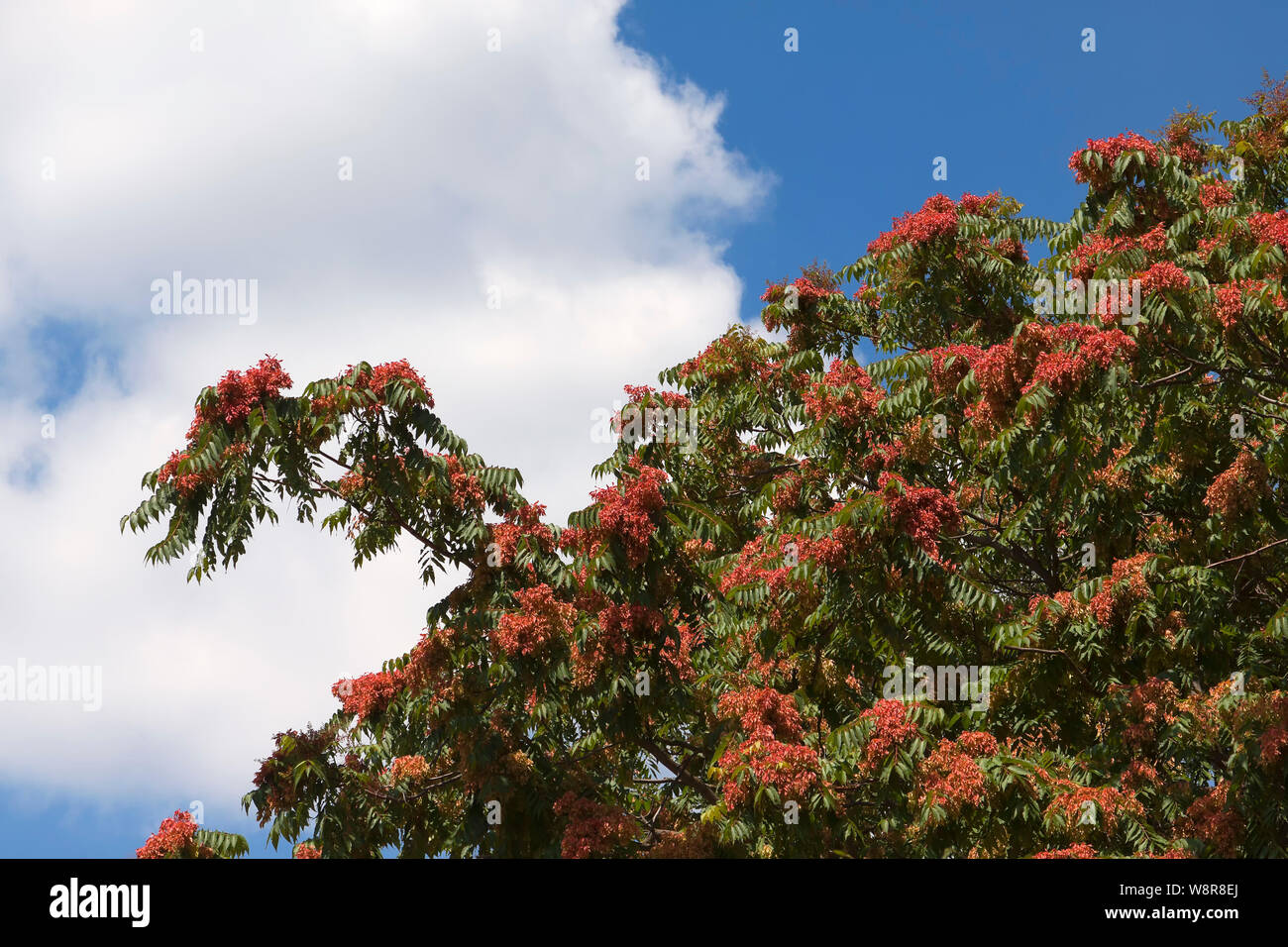 Baum des Himmels, ailanthus, Lack Baum, oder auf Chinesisch als chouchun Stockfoto