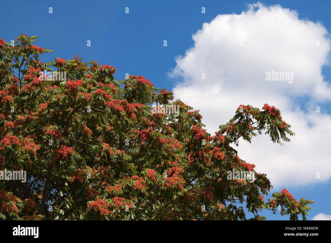 Baum des Himmels, ailanthus, Lack Baum, oder auf Chinesisch als chouchun Stockfoto