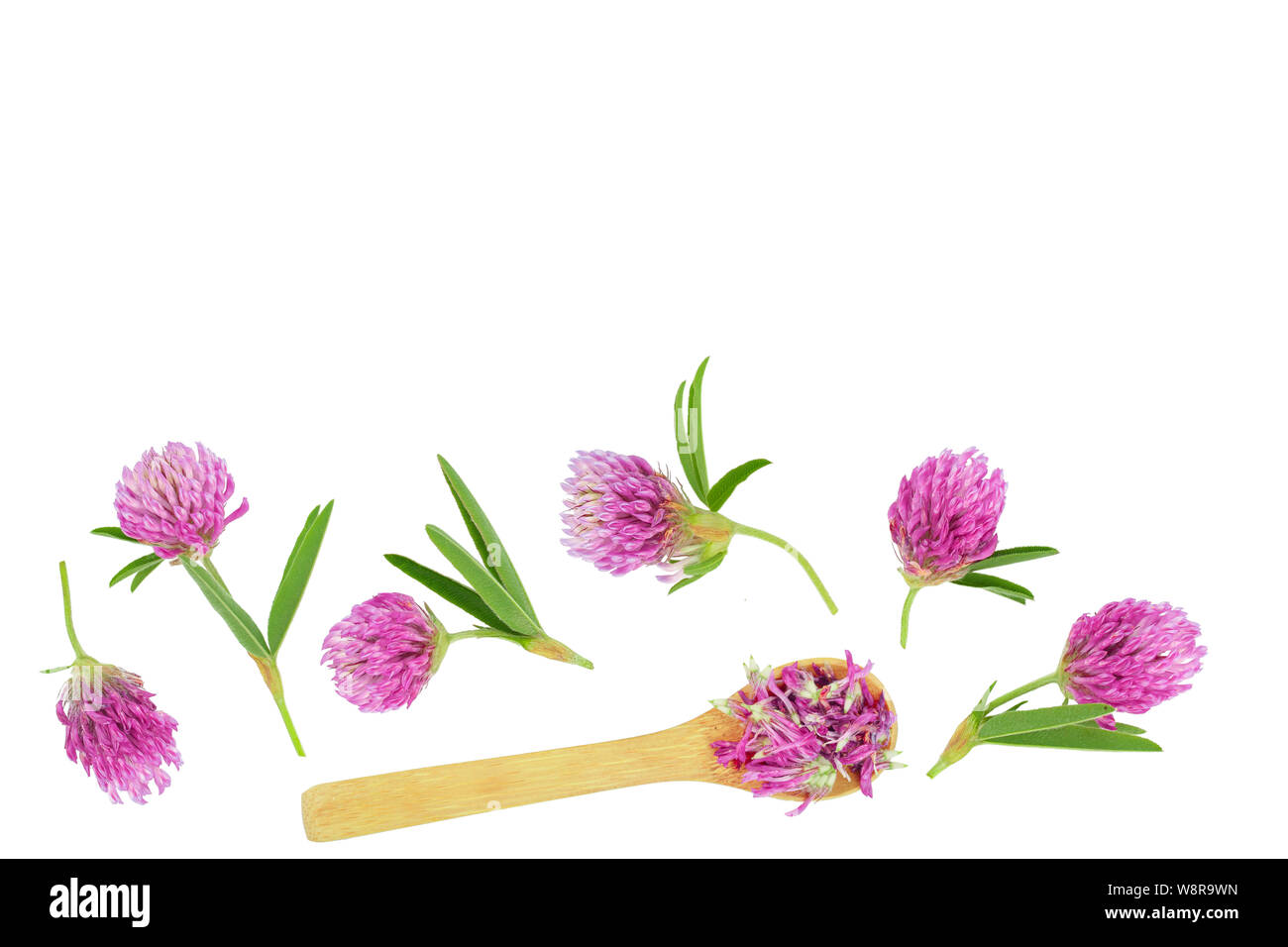 Klee oder Kleeblatt Blume Heilpflanzen auf weißem Hintergrund mit Kopie Platz für Ihren Text isoliert. Ansicht von oben. Flach Stockfoto