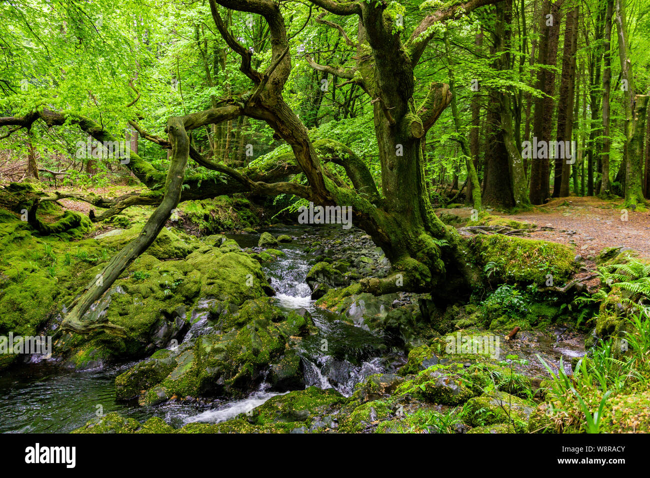 Bäume, Seen und Bäche in Tollymore Forest Park, Irland Stockfoto