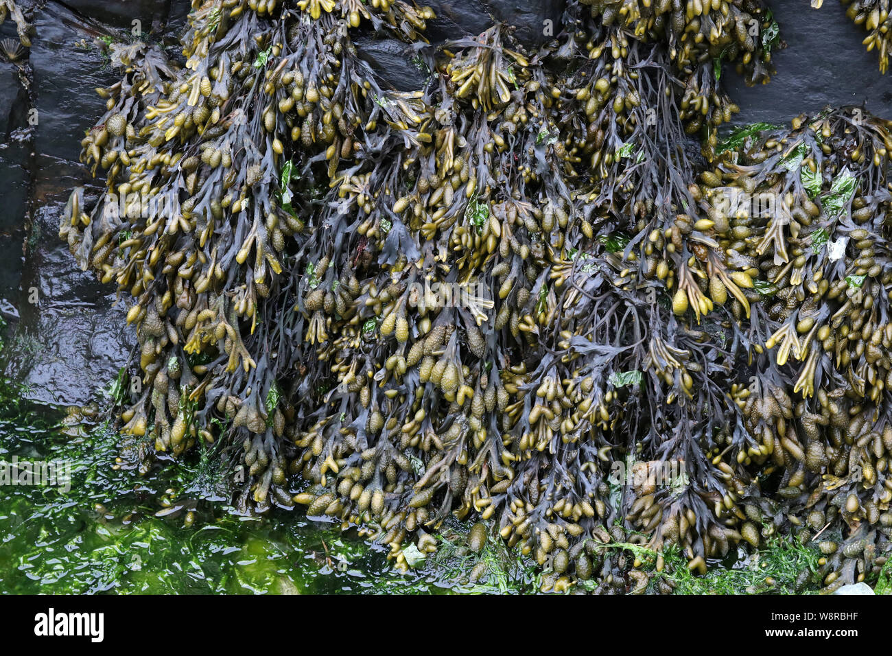 Frische Algen in Nahaufnahme Detail Stockfoto
