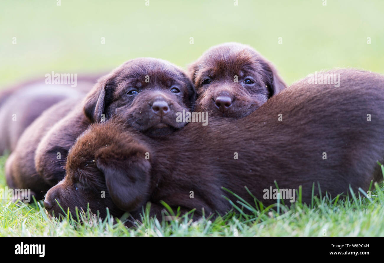 5 Woche alt chocolate Labrador Welpen Stockfoto