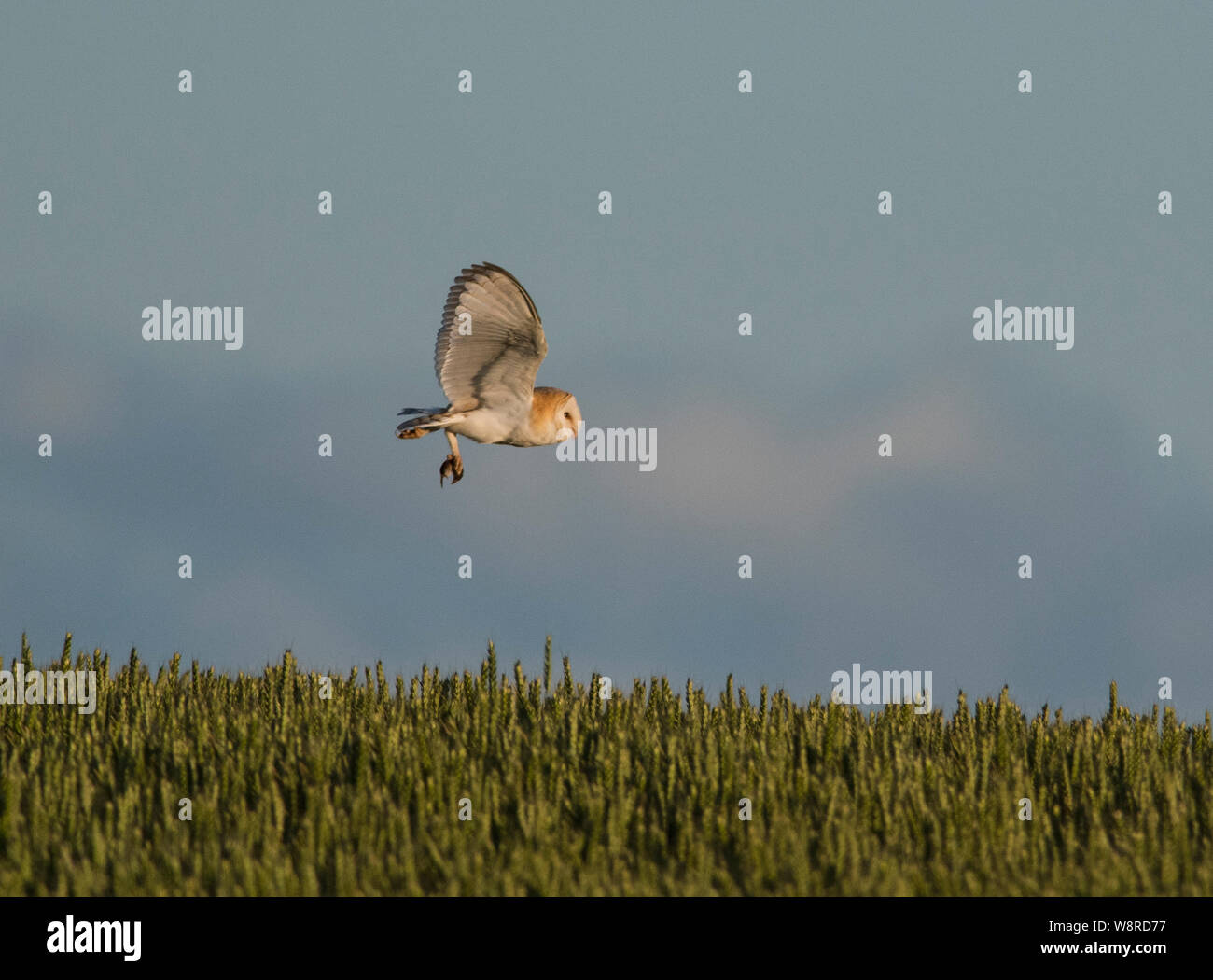 Schleiereule fliegt über ein Feld mit einem vole am Abend. Stockfoto