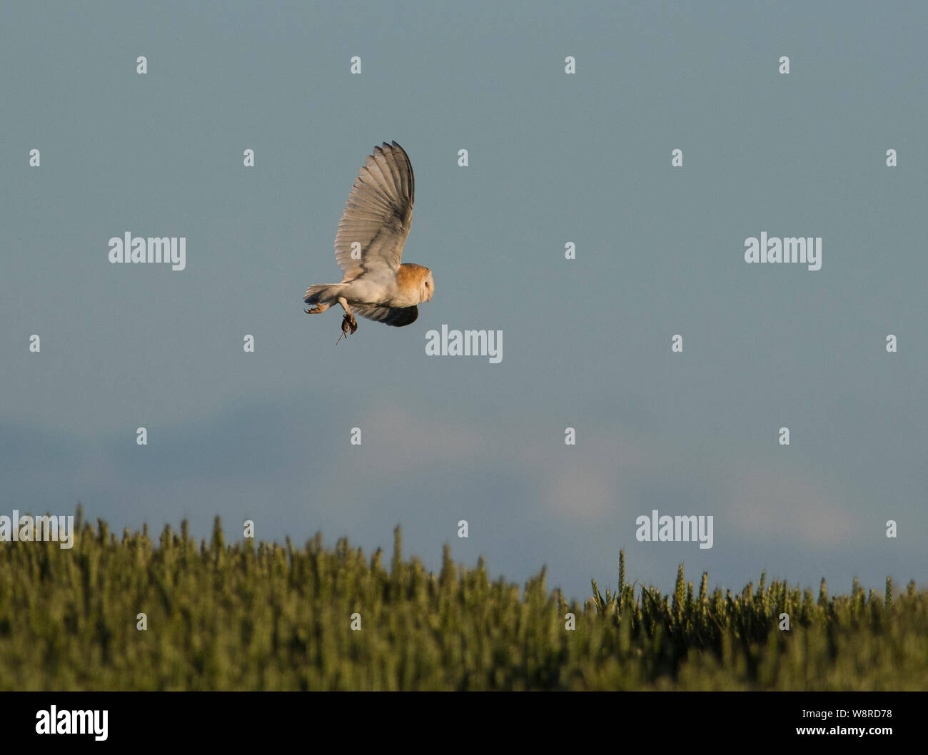 Schleiereule fliegt über ein Feld mit einem vole am Abend. Stockfoto