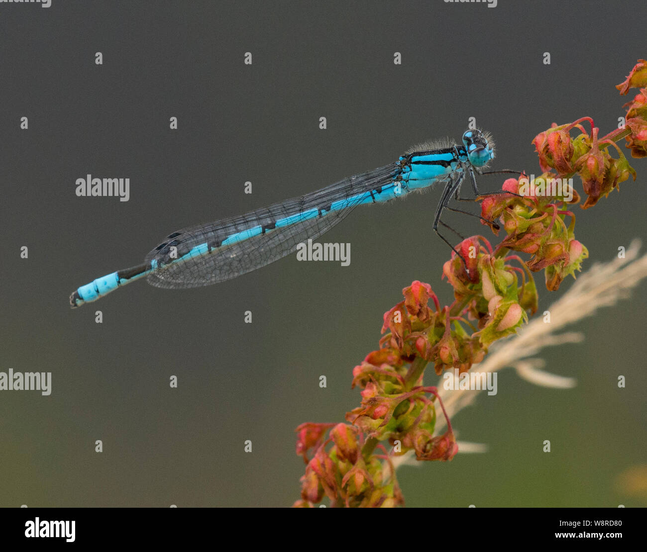 Gemeinsame Blau Enallagma cyathigerum Damselfly auf einem roten Sauerampfer Stammzellen Stockfoto