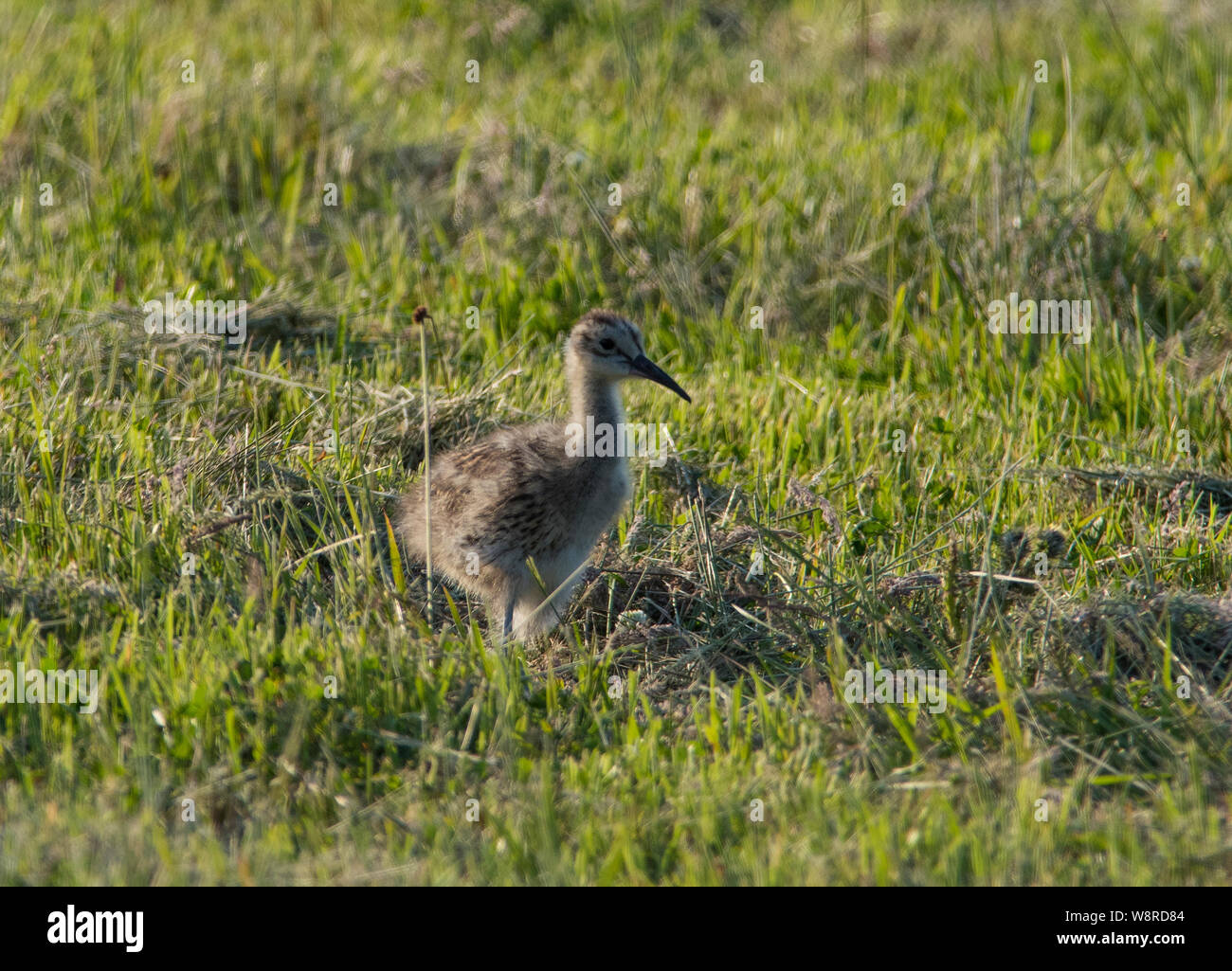 Curlew Küken Numenius arquata auf einem Hochland Wiese im Peak District. Stockfoto