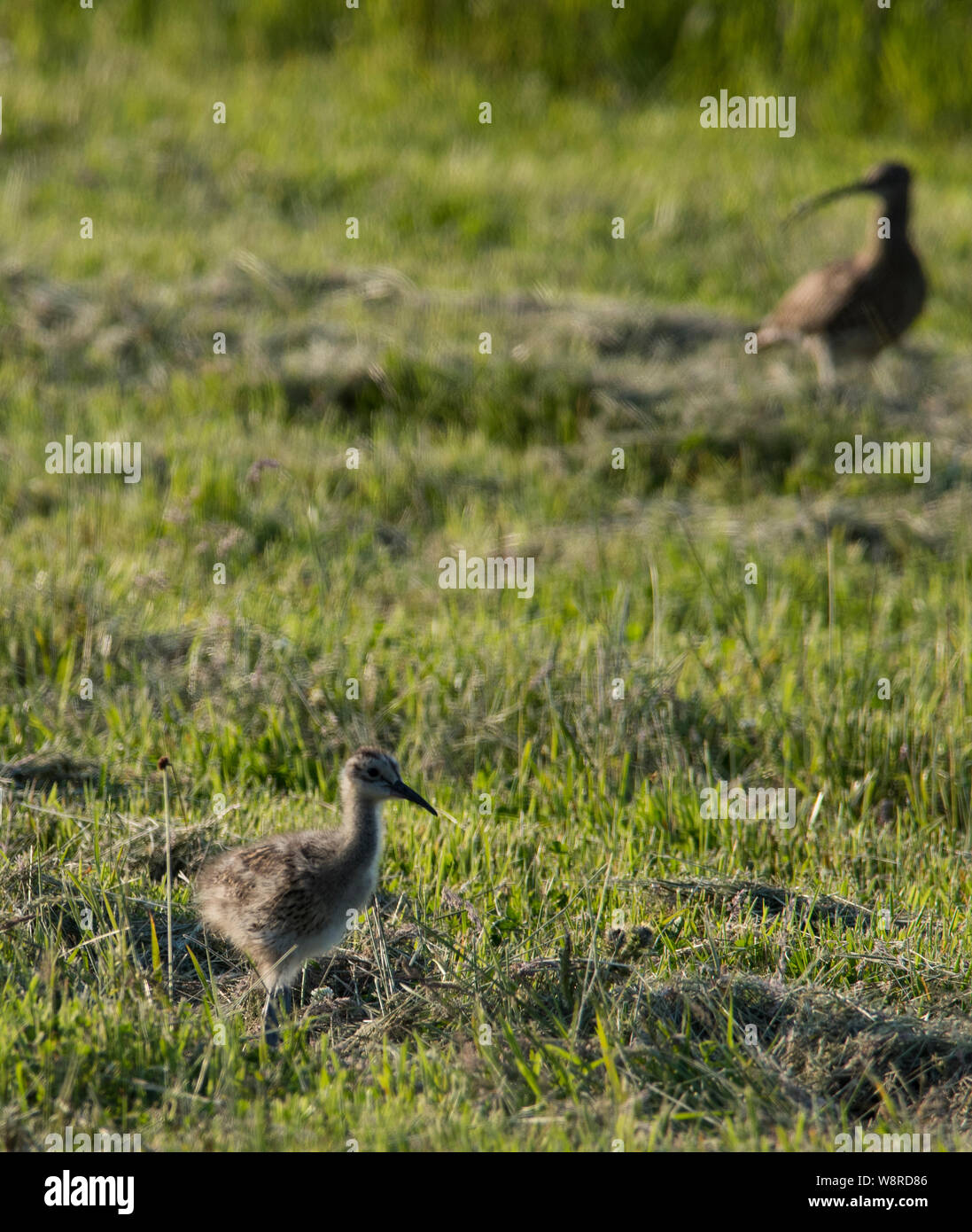 Curlew Küken Numenius arquata auf einem Hochland Wiese im Peak District. Stockfoto