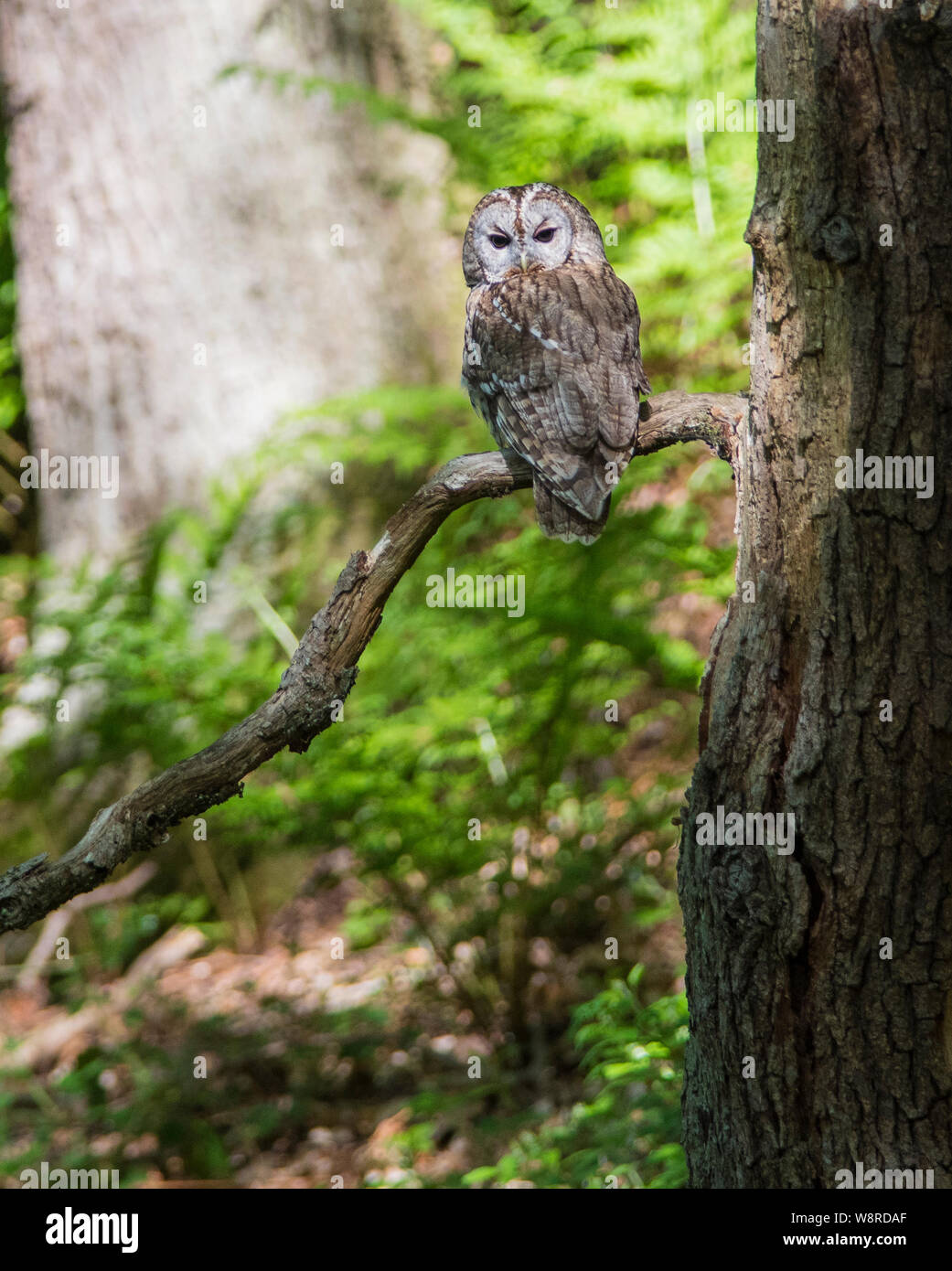 Waldkauz Strix aluco saß in der Sonne in einem nördlichen Eiche Wald. Stockfoto