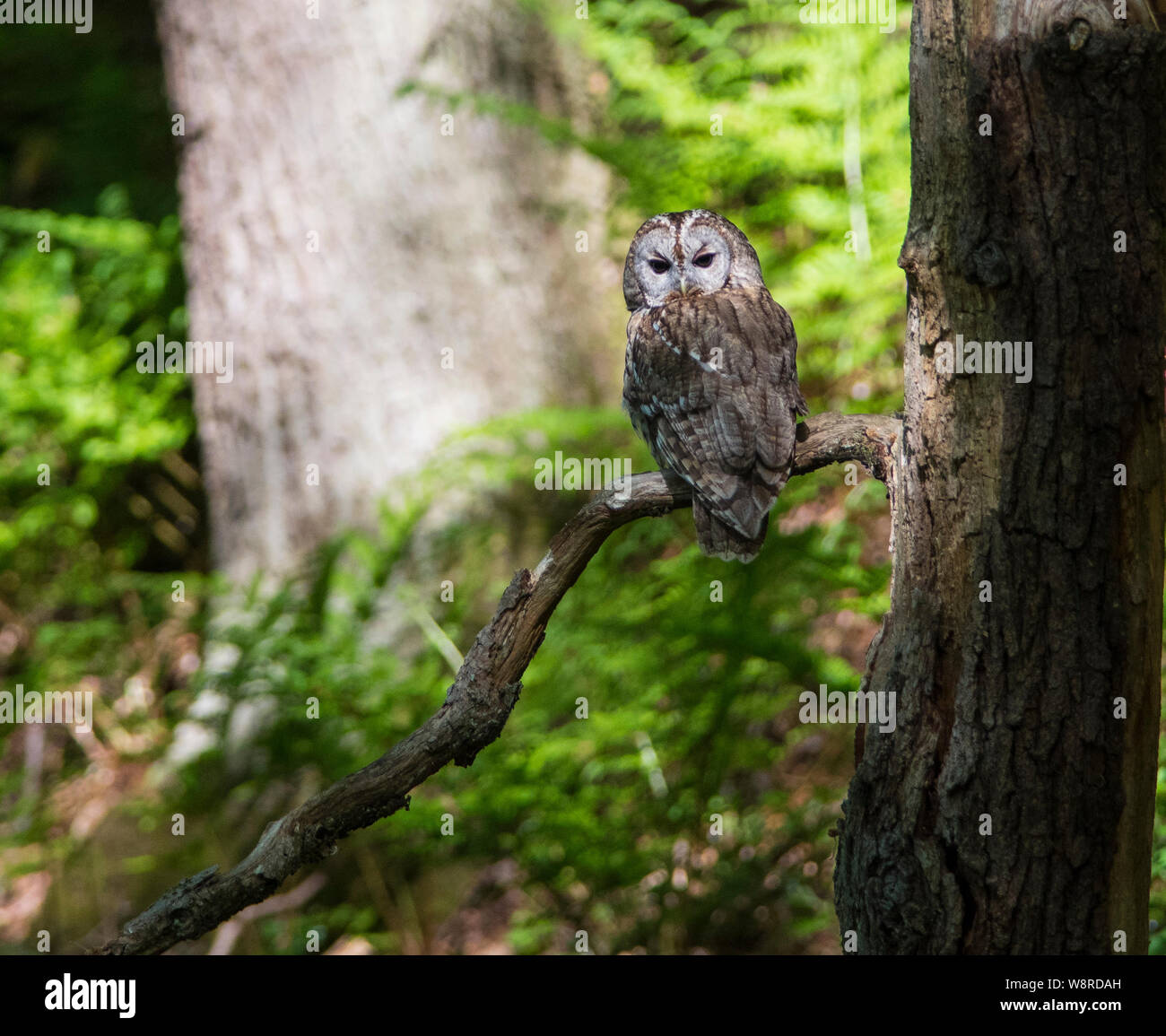 Waldkauz Strix aluco saß in der Sonne in einem nördlichen Eiche Wald. Stockfoto