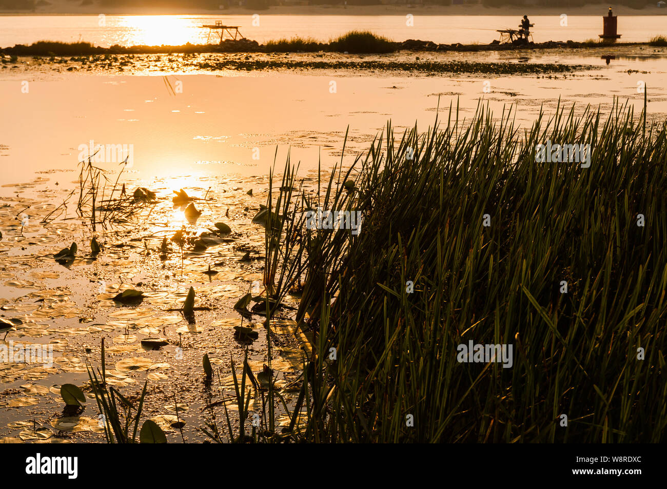 Nuphar lutea und Typha latifolia in den Dnjepr, in Kiew, Ukraine, bald in den Morgen nach dem Sonnenaufgang. Goldenen Reflexen im ruhigen Wasser Stockfoto