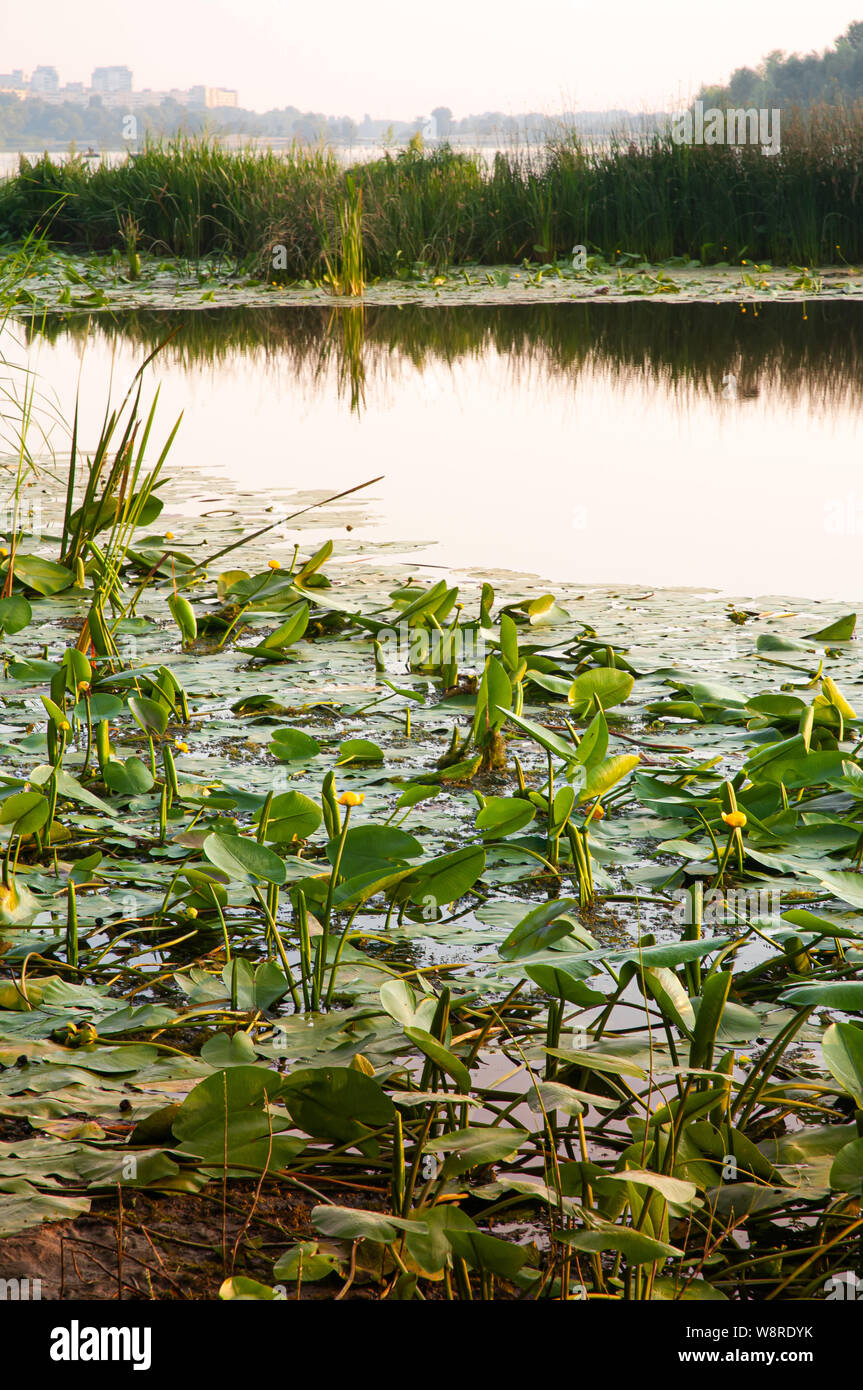 Gelbe Nuphar lutea und Typha latifolia in den Dnjepr, in Kiew, Ukraine, bald am Morgen nach der Sunrise Stockfoto