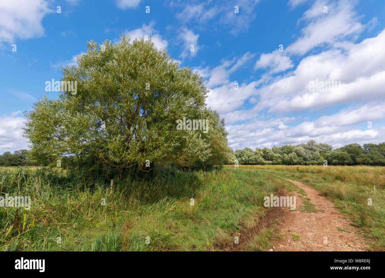 Willow Tree und Schotterpiste durch niedrigere Test Naturschutzgebiet zwischen Familiars und Totton, Redbridge, Southampton, Hampshire, Großbritannien Stockfoto
