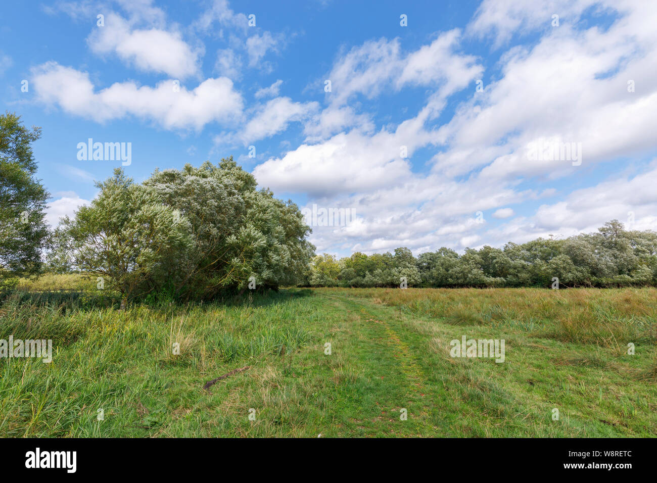 Willow Tree und Schotterpiste durch niedrigere Test Naturschutzgebiet zwischen Familiars und Totton, Redbridge, Southampton, Hampshire, Großbritannien Stockfoto