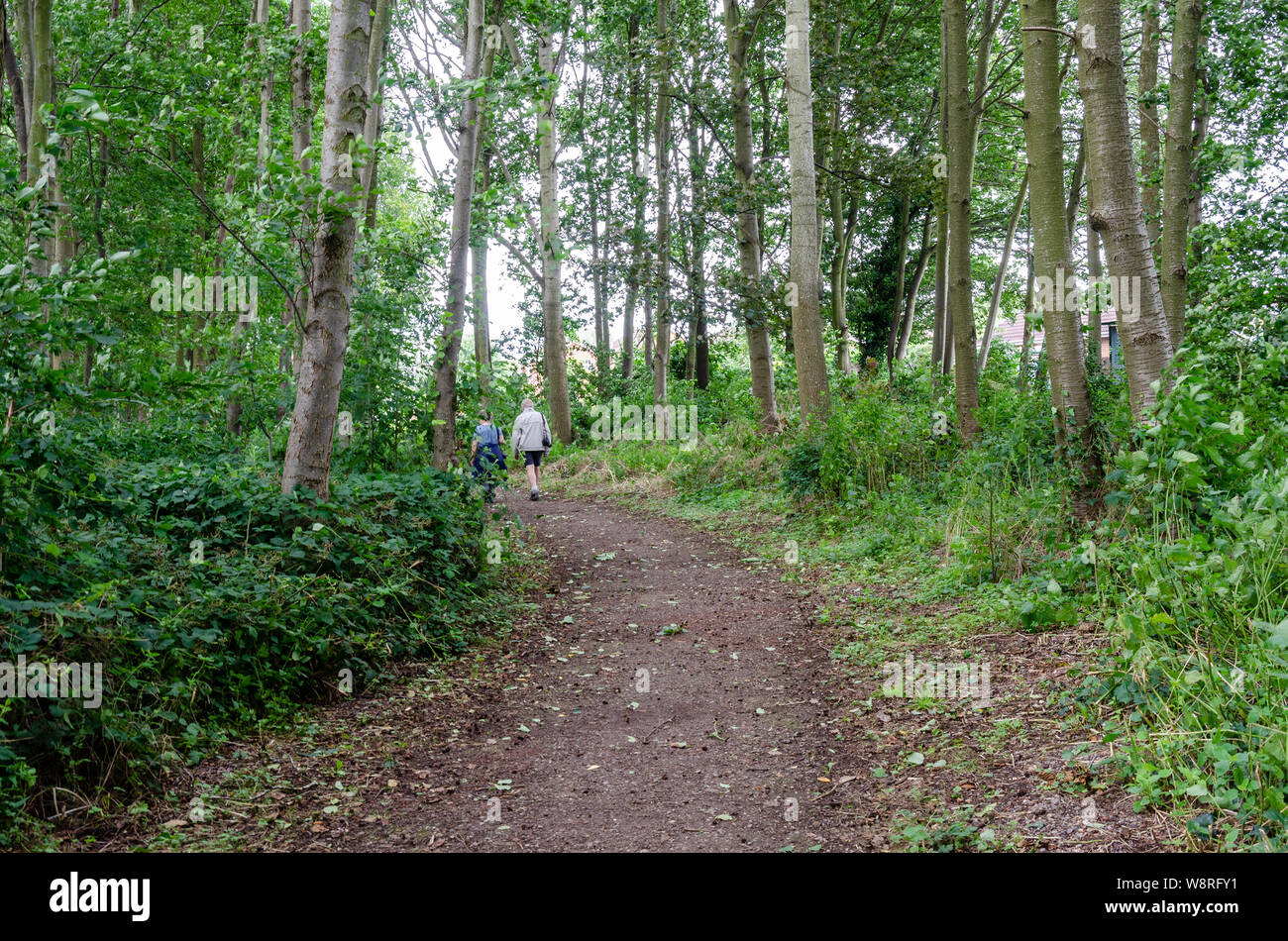 Eine dirt Trail windet sich durch Bäume in Wäldern in der South Staffordshire Landschaft, Stockfoto