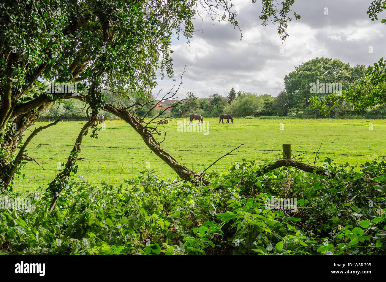 Pferde in einem Feld in der South Staffordshire Landschaft in Großbritannien. Stockfoto