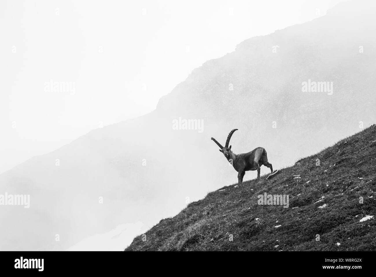 Capra Ibex. Steinbock. Alpenfauna, Glocknergruppe in den österreichischen Alpen. Schwarzweißfotografie. Stockfoto