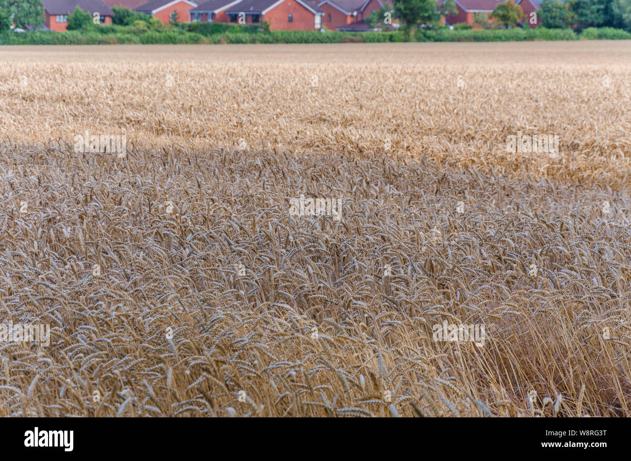 Auf der Suche über ein Feld von Weizen mit Häusern aus dem Dorf Perton in South Staffordshire in der Ferne. Stockfoto