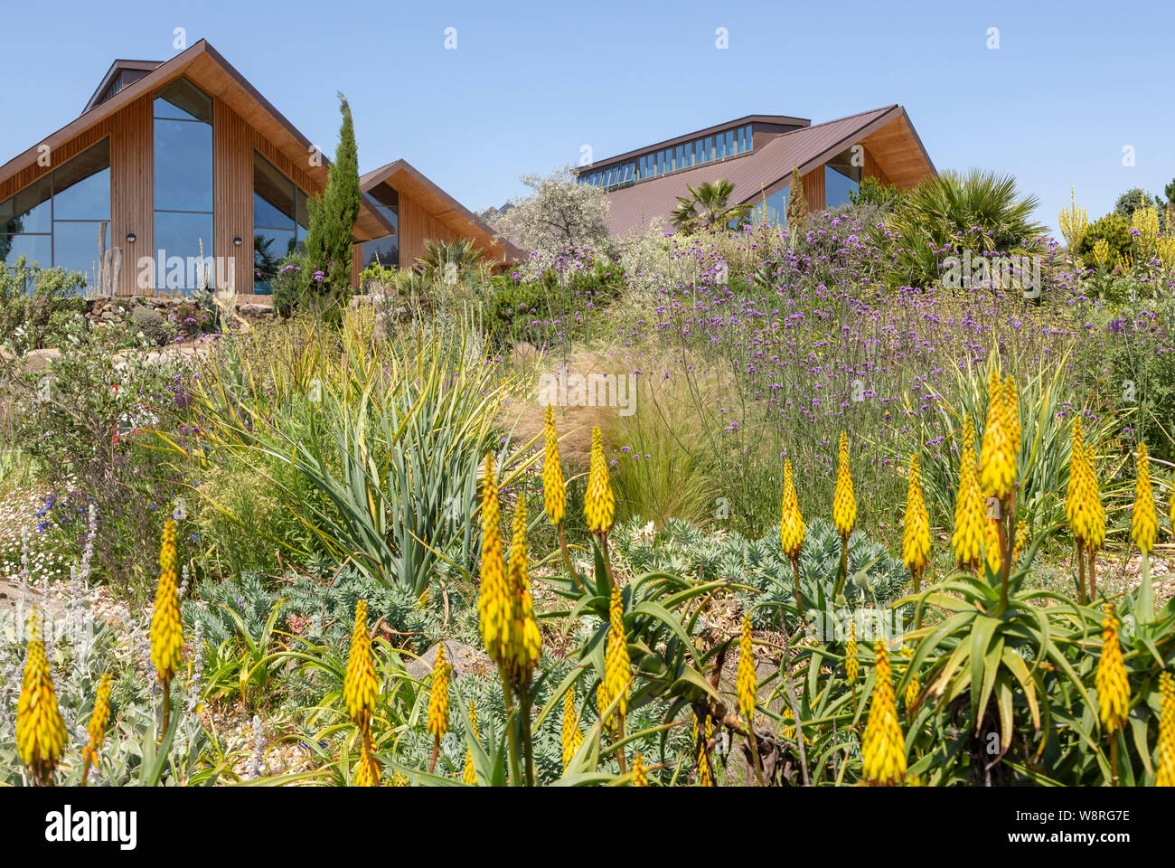 Royal Horticultural Society Gärten im Hyde Hall, Essex, England, Großbritannien - der chemische Garten Aloiampelos striatula - Hardy Aloe Stockfoto