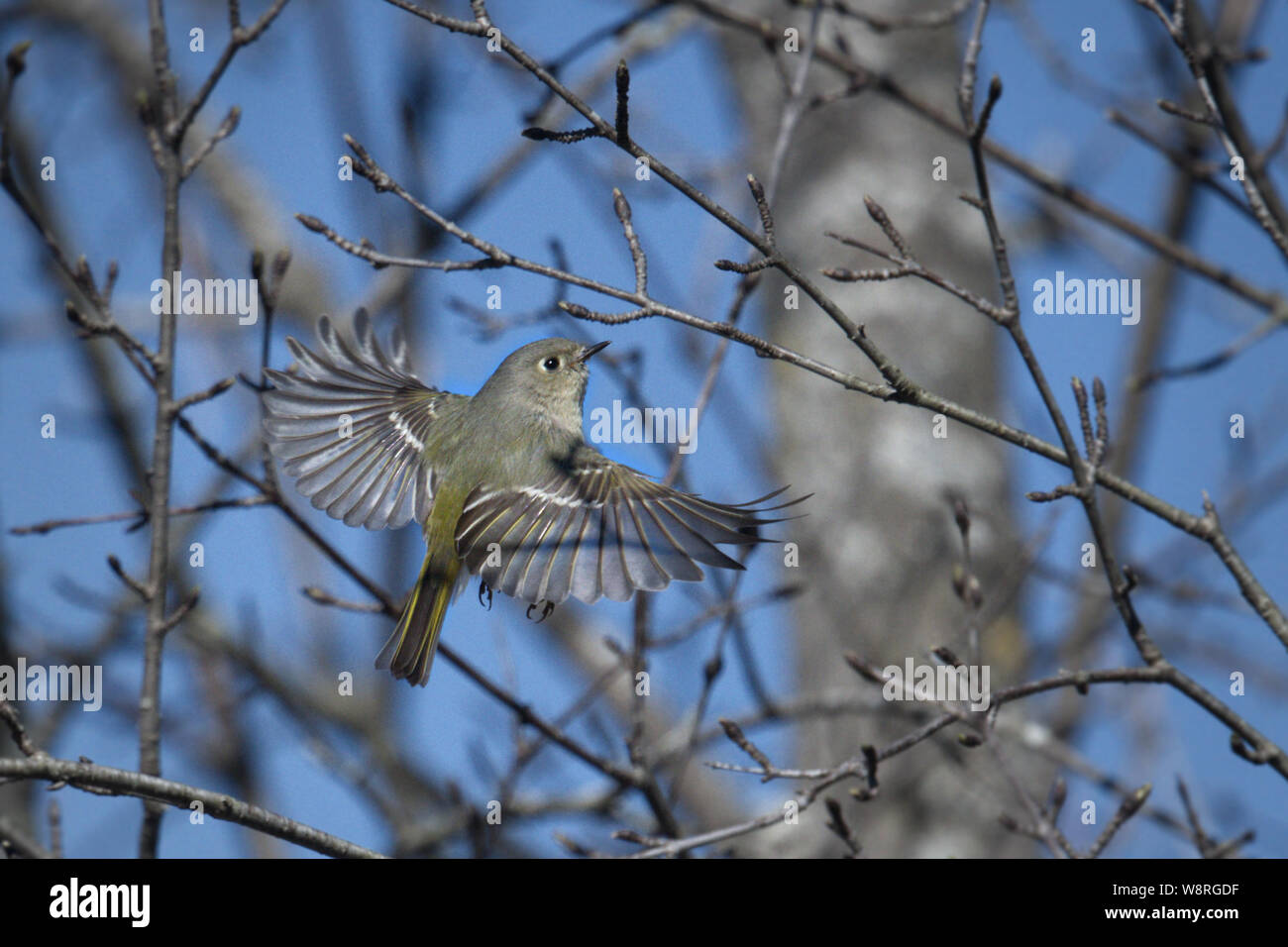 Ruby - gekrönte Kinglet breitet die Flügel beim Fliegen über knospende Zweige • Kalk hohlen Nature Center, Cortland, NY • 2019 Stockfoto