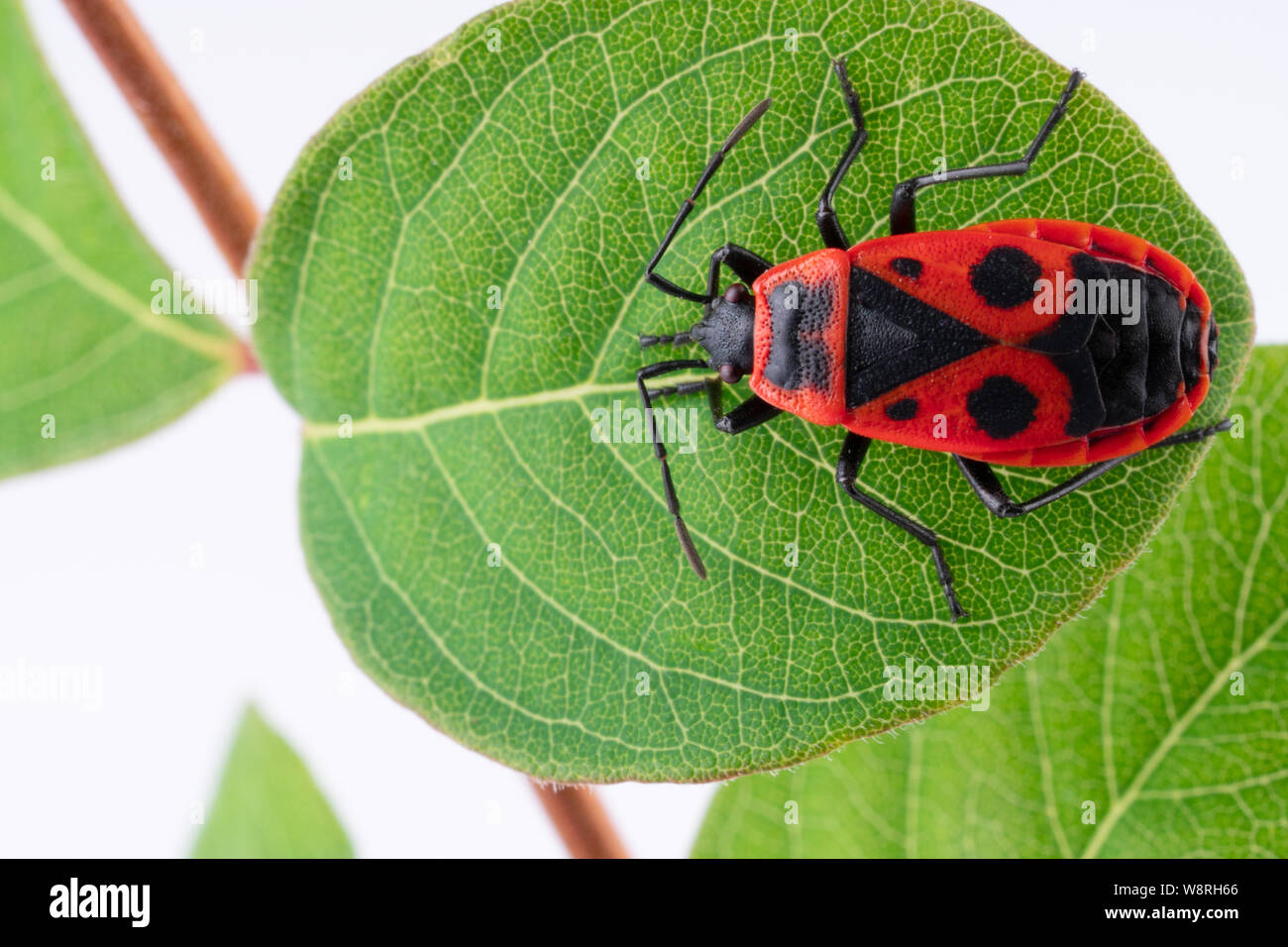 Pyrochroidae brand Käfer Nahaufnahme Makro Stockfoto