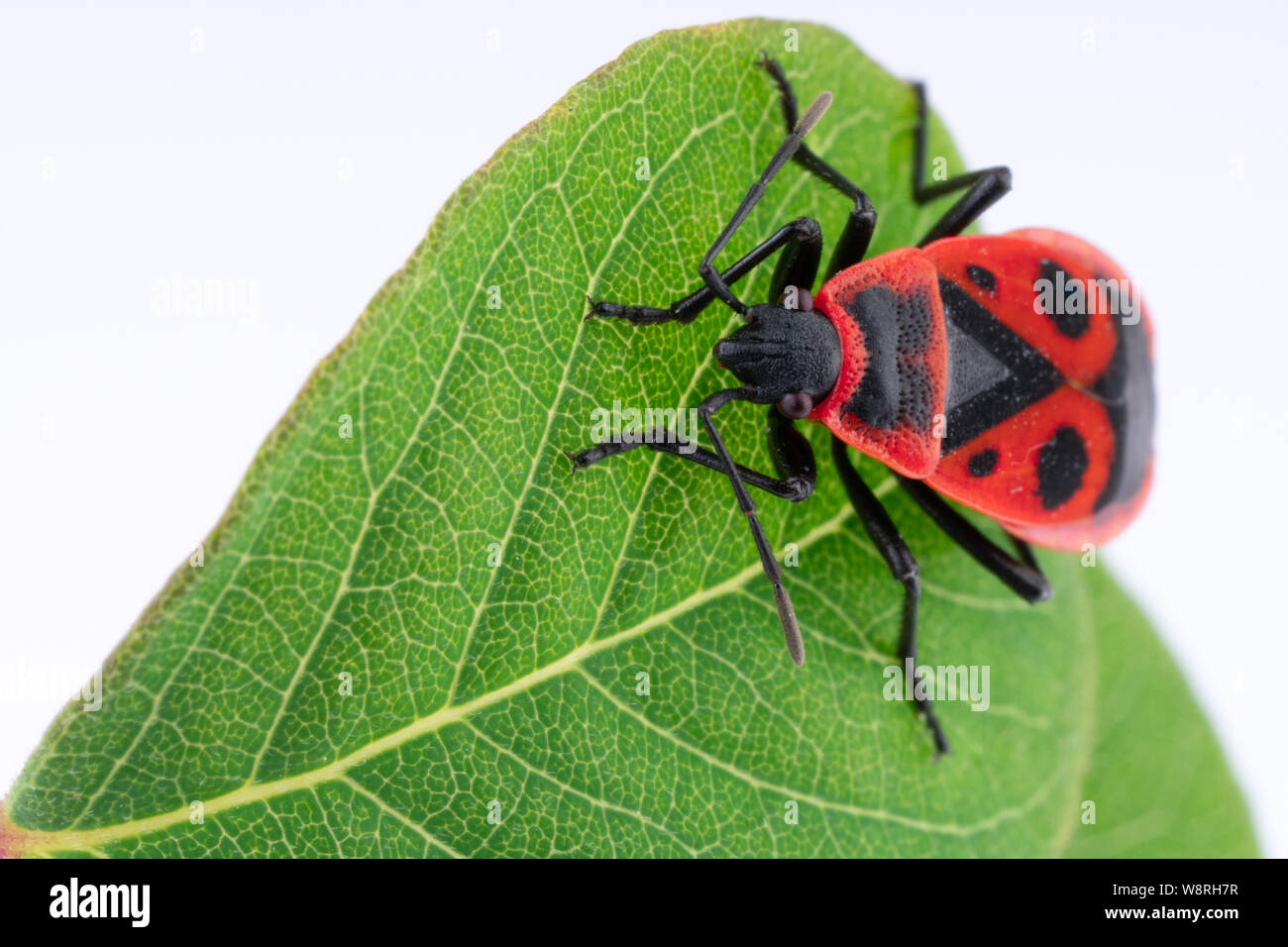 Pyrochroidae brand Käfer Nahaufnahme Makro Stockfoto