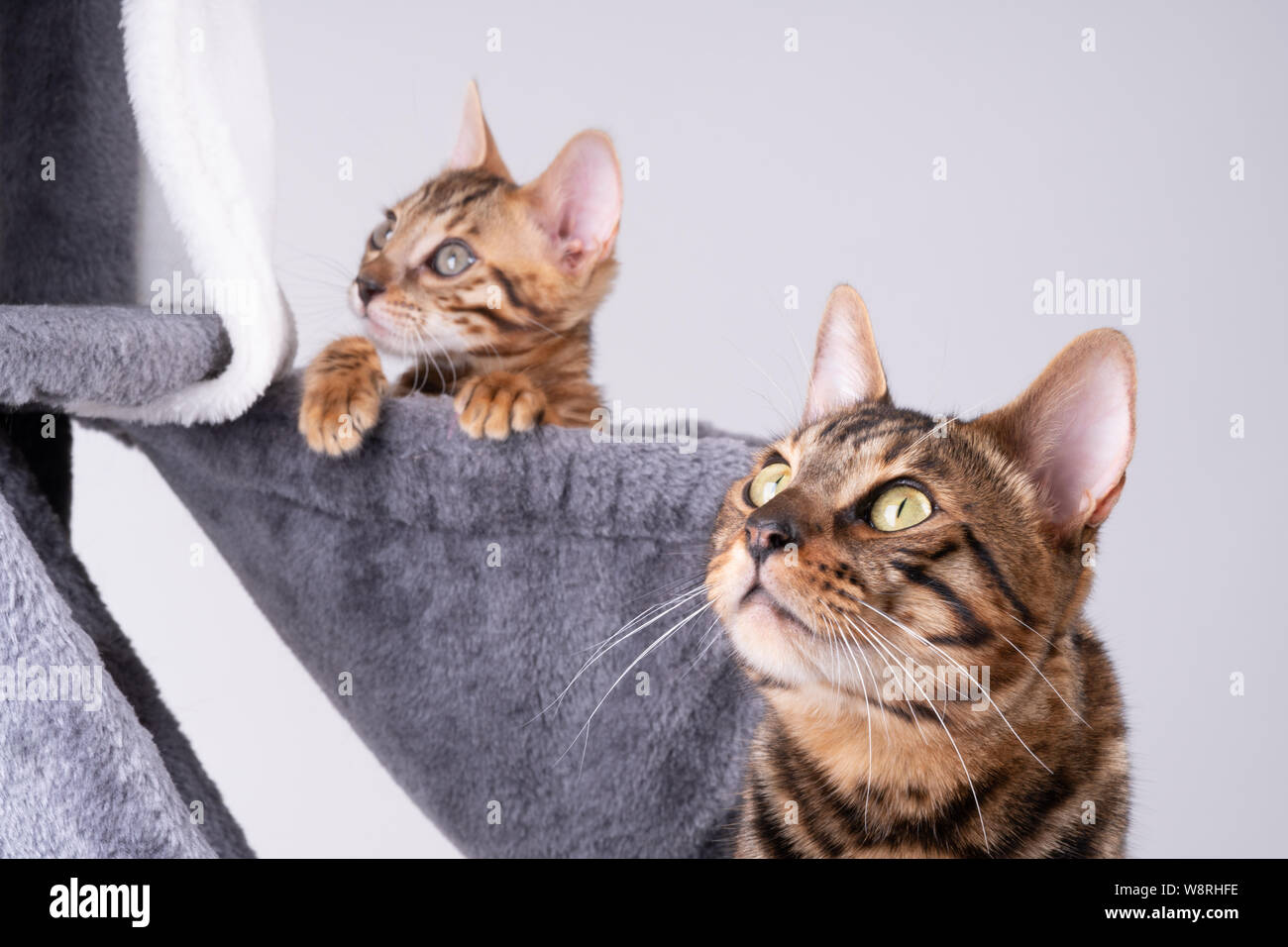 Schöne Bengal Katze spielen auf dem kratzbaum Stockfoto