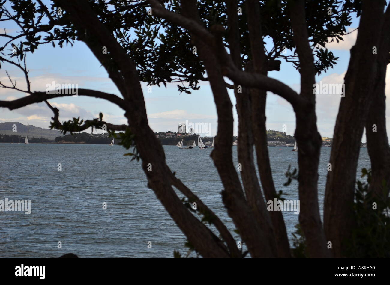 Segeln im Hafen von Auckland, Neuseeland Stockfoto