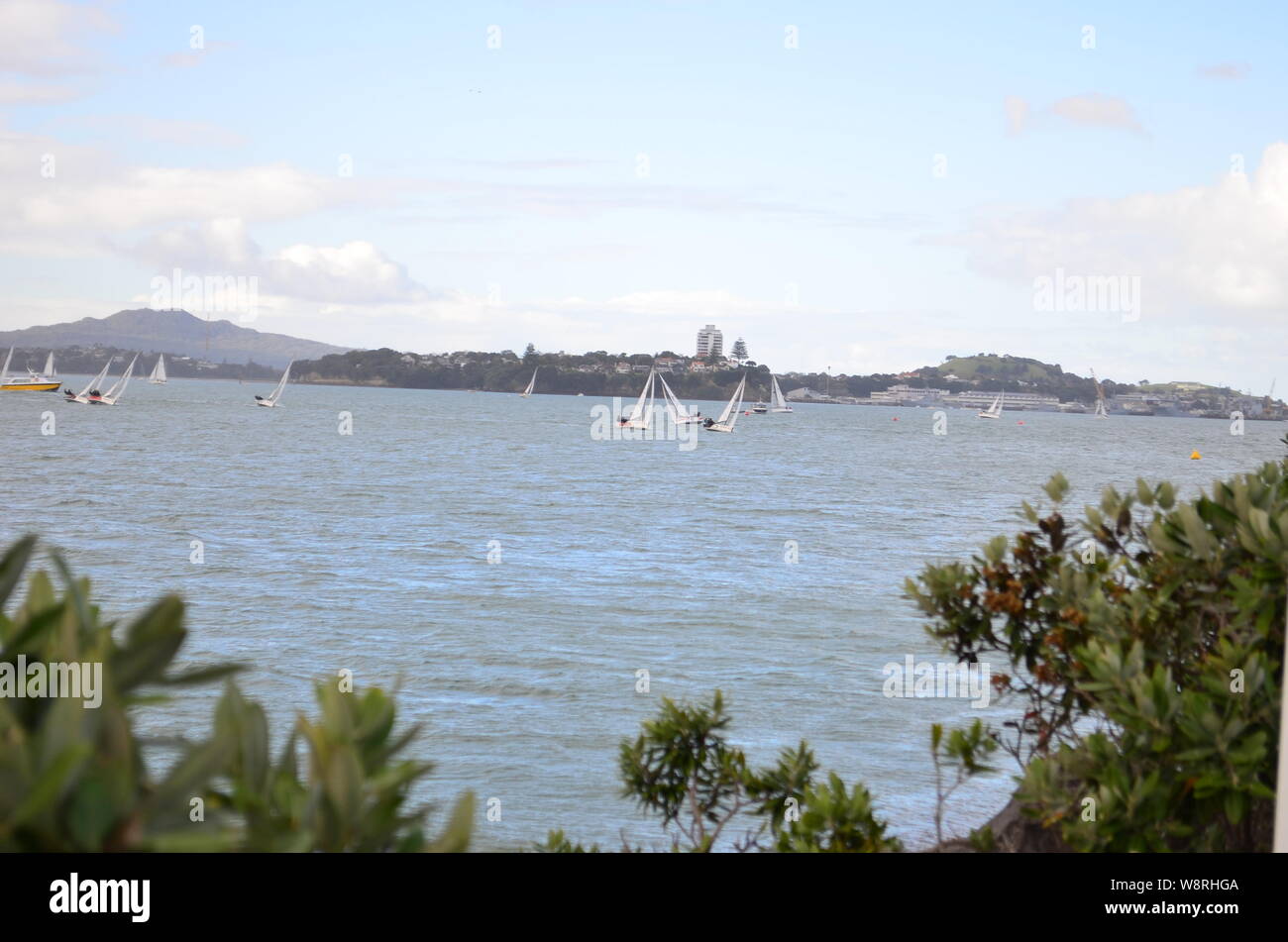 Segeln im Hafen von Auckland, Neuseeland Stockfoto
