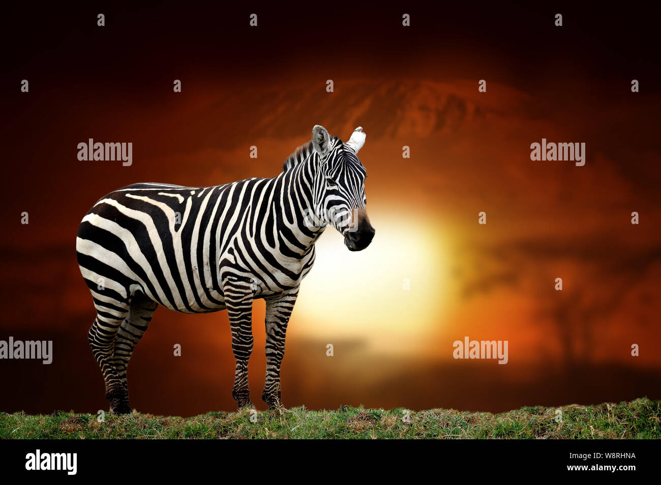 In der Nähe von Zebra auf Savanne Landschaft Hintergrund und Mount Kilimanjaro bei Sonnenuntergang Stockfoto