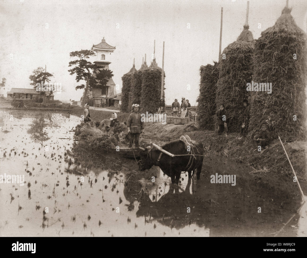 [1880s Japan - Japanische Bauer mit Ox im Feld] - Bauern ernten ein Feld neben Sumiyoshi Taka - Doro Leuchtturm im sumiyoshi-ura, Osaka. Der Turm wurde von Typhoon Jane im Jahre 1950 zerstört (Showa 25) und umgebaut in Stein. Der Leuchtturm, der Raps Öl verbrannt, wurde als ein Angebot an die Hütergottheit der Sumiyoshi Shrine am Ende der Kamakura-Zeit (1185-1333), wodurch es Japans älteste Leuchtturm. 19 Vintage albumen Foto. Stockfoto