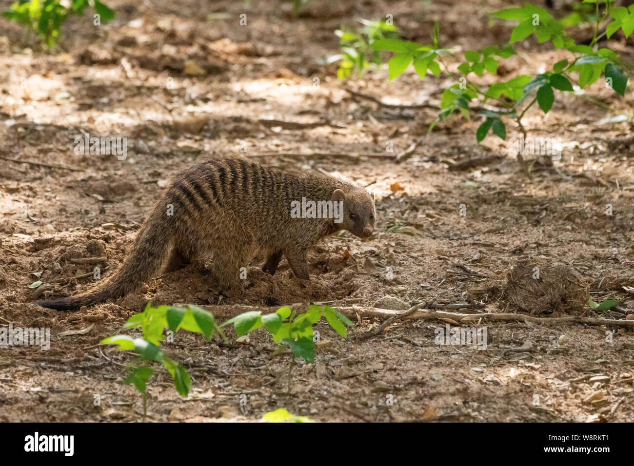 Banded mongoose (Mungos mungo) Graben für Insekten. Die Banded mongoose ist in ganz Afrika südlich der Sahara, Grünland, Wald und Roc Stockfoto