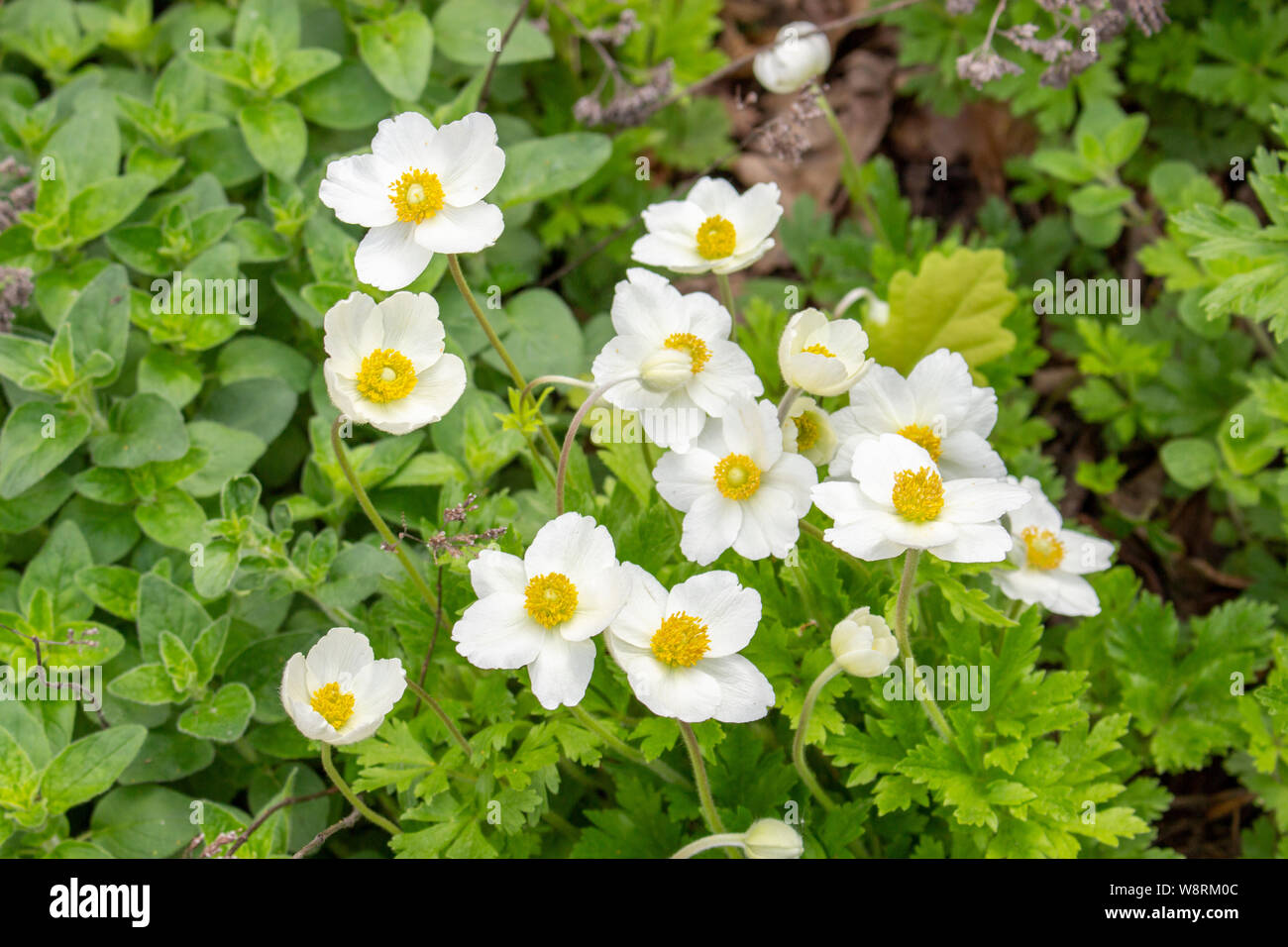 Frühjahr Primeln weiße Anemonen in grünem Laub wilden Blumen. Weiße zarte Blumen butterblumen Anemonen. Blüten Blütenstempel Staubgefäßen natürliche Inhaltsstoffe Stockfoto