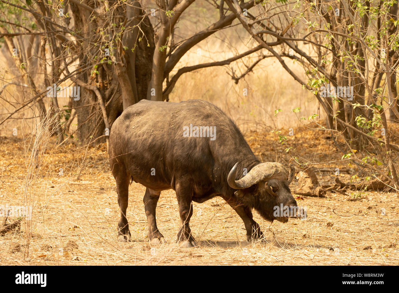 Afrikanischer Büffel (Syncerus Caffer). Dieses große Pflanzenfresser Frisst hauptsächlich Gras, obwohl seine Diät auch Blätter und Triebe. Sie lebt in der Nähe von Wäldern ein Stockfoto