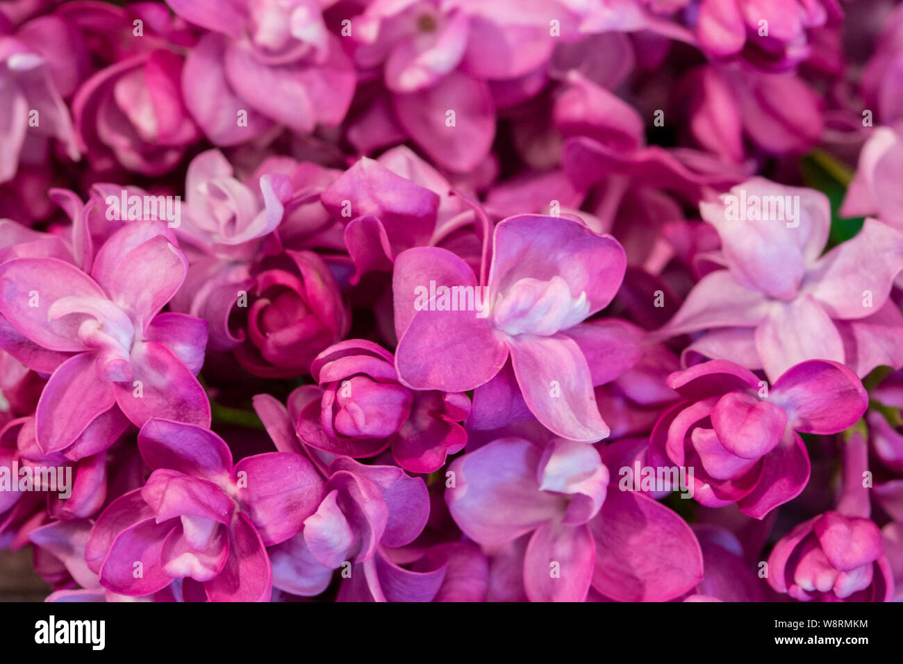 Syringa Rosa Lila Lila Blumen lila. Close-up Hintergrundbild Postkarte. Kleine Blumen lila Vollbild Stockfoto