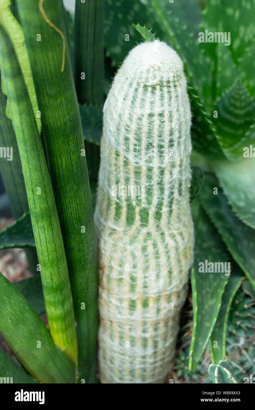 panaschierte monstera Monstera variegata